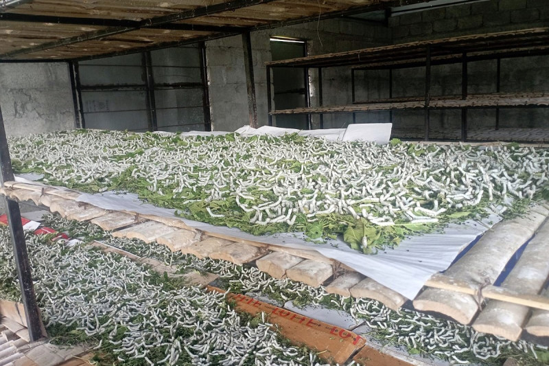 ज्यामिस्वाँरामा व्यावसायिक रेशम कीराको खेती 